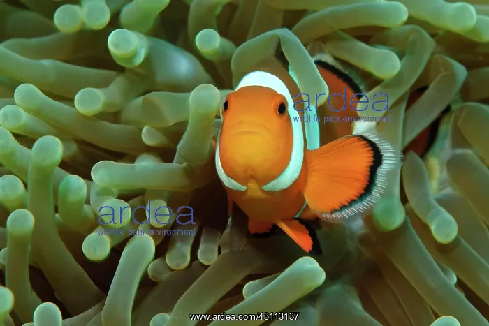 : False clownfish, orange-ringed anemonefish (Amphiprion : False clownfish, orange-ringed anemonefish (Amphiprion
