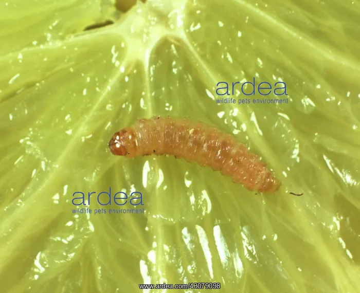  : False codling moth caterpillar