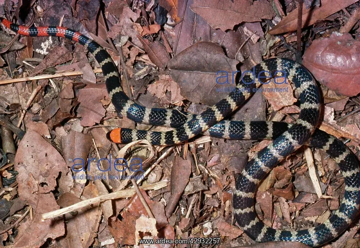 : False Coral Snake - mimic of Coral Snake : False Coral Snake - mimic of Coral Snake