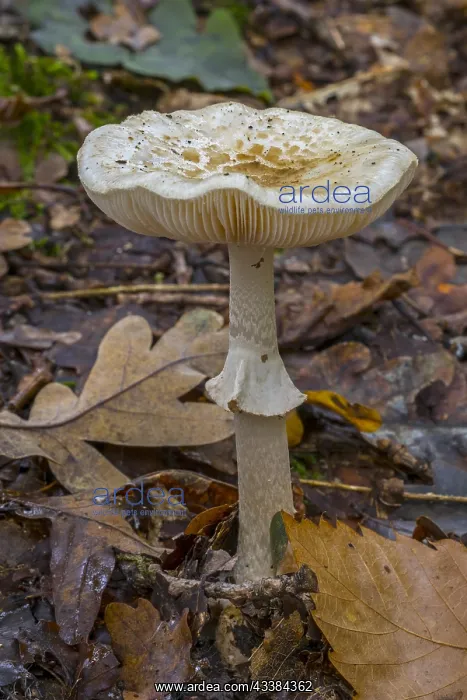  : False death cap (Amanita mappa) false deathcap