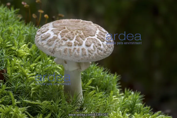 : False death cap (Amanita mappa) false deathcap : False death cap (Amanita mappa) false deathcap