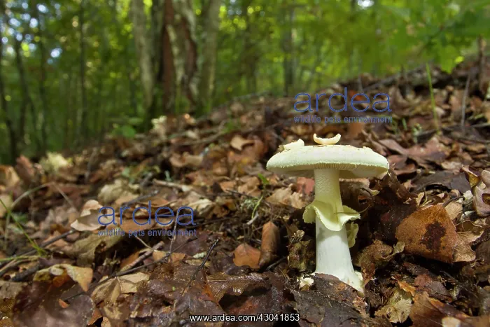 : False Death-Cap mushroom in forest : False Death-Cap mushroom in forest