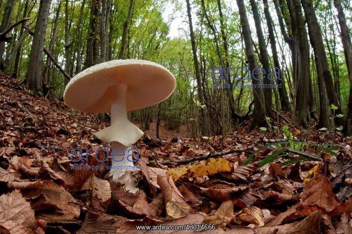 : False Death Cap Mushroom in the middle of autumn leaves : False Death Cap Mushroom in the middle of autumn leaves