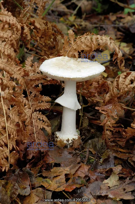 : False Death Cap - Nap Wood Nature Reserve, East : False Death Cap - Nap Wood Nature Reserve, East