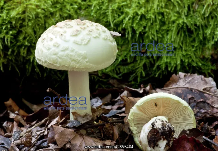 : False Death-Cap - in old woodland : False Death-Cap - in old woodland
