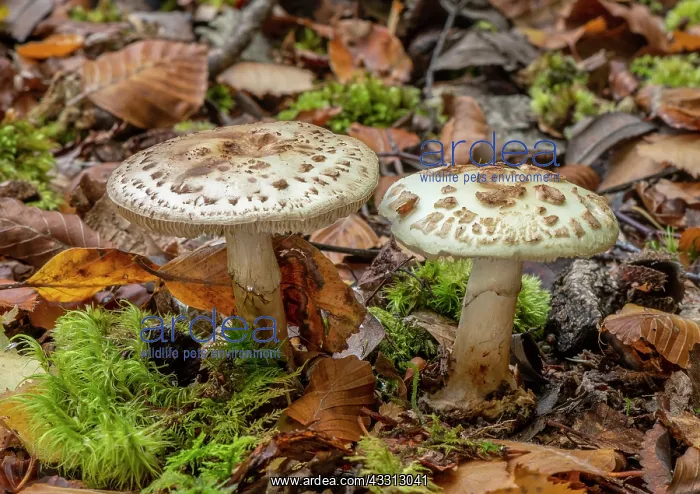 : False Deathcap, Amanita citrina, fungi in Beech Woodland : False Deathcap, Amanita citrina, fungi in Beech Woodland