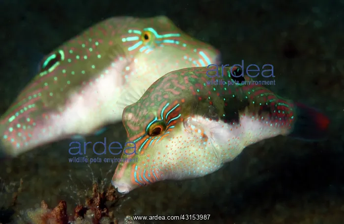 : False-eyed Pufferfish : False-eyed Pufferfish