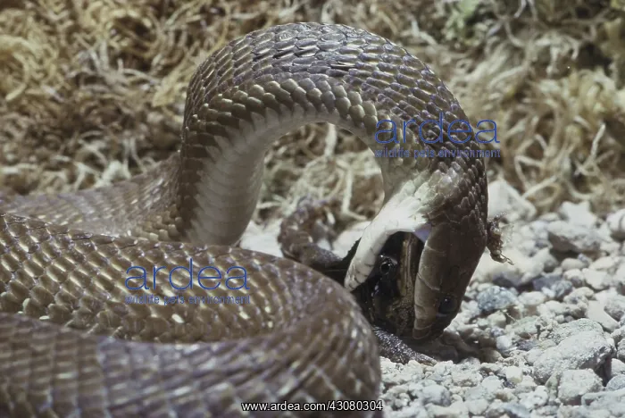 : False Fer-de-lance : False Fer-de-lance