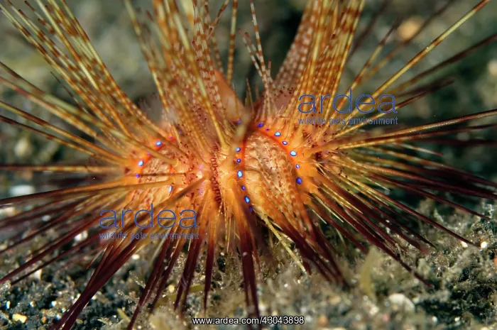  : False Fire Urchin on black sand