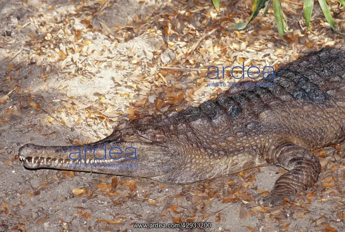 : False Gavial / Gharial : False Gavial / Gharial