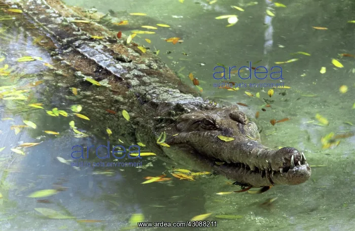 : False Gharial : False Gharial