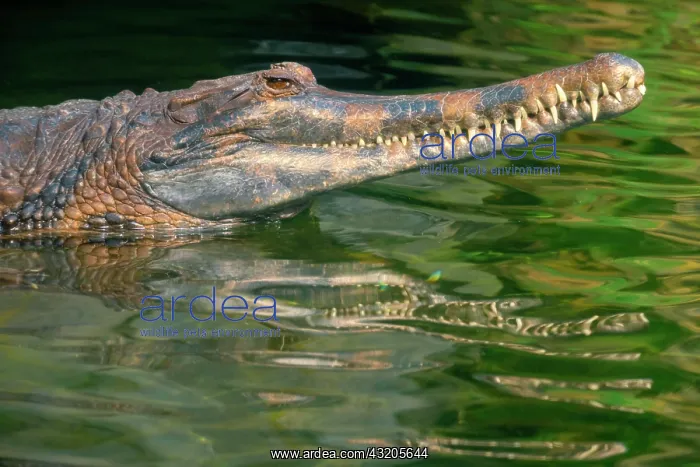 : False gharial (Tomistoma schlegelii), captive, Germany : False gharial (Tomistoma schlegelii), captive, Germany