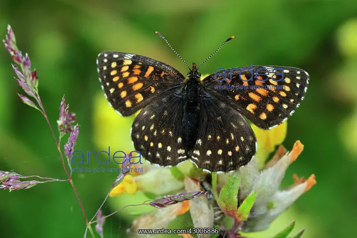 : False Heath Fritillary : False Heath Fritillary