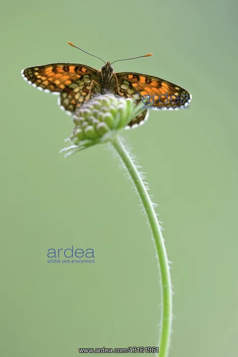 : False Heath Fritillary ((Melitaea diamina) resting on a (Sca : False Heath Fritillary ((Melitaea diamina) resting on a (Sca