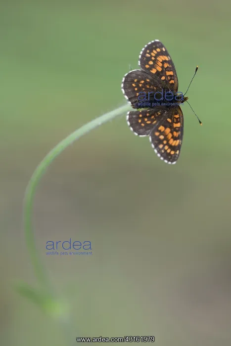 : False Heath Fritillary ((Melitaea diamina) resting on a (Sca : False Heath Fritillary ((Melitaea diamina) resting on a (Sca