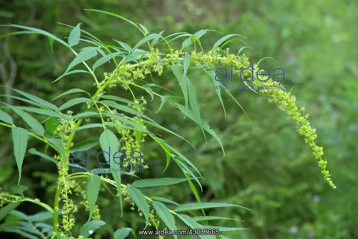 : False Hemp growing wild (actinorhizal plants, nitrogen-fixin : False Hemp growing wild (actinorhizal plants, nitrogen-fixin