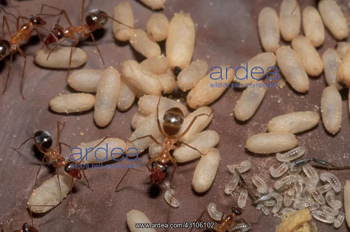 : False Honey Ants with Young : False Honey Ants with Young
