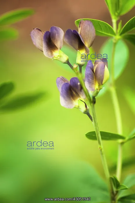 : False Indigo : False Indigo
