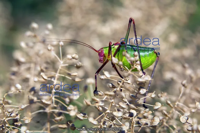 : False Katydid (Barbitistes fischeri), On a small : False Katydid (Barbitistes fischeri), On a small