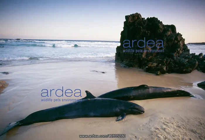: False Killer WHALE - beached : False Killer WHALE - beached