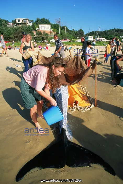  : False Killer Whale - beached, recue party July 1992