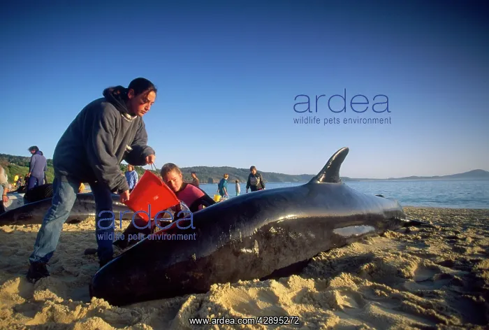: False Killer Whale - beached, with rescue party : False Killer Whale - beached, with rescue party
