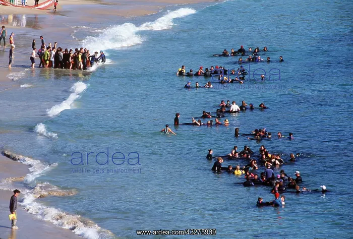  : FALSE KILLER WHALE  /  Orca - beached and rescuers