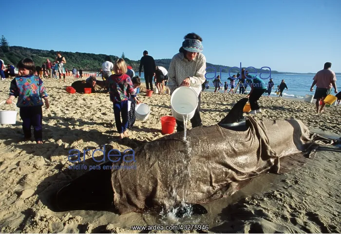  : FALSE KILLER WHALE  /  Orca - rescue of beached whales