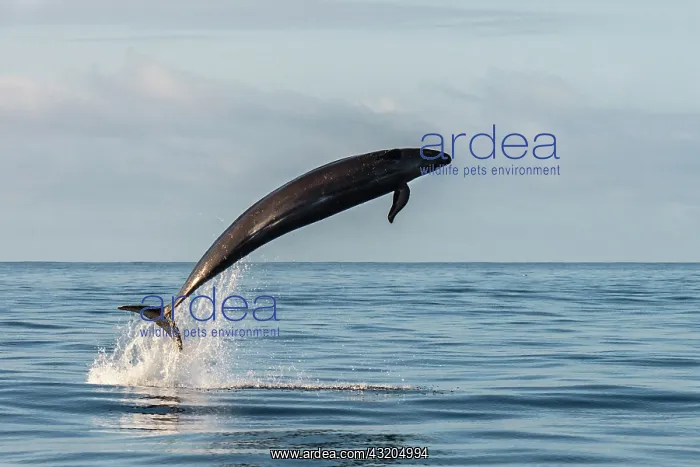 : False killer whale (Pseudorca crassidens). Tenerife : False killer whale (Pseudorca crassidens). Tenerife