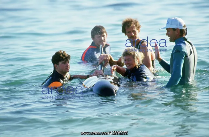 : False Killer Whale - rescue