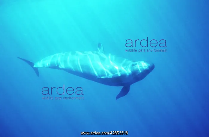 : FALSE KILLER WHALE - Showing threat display to : FALSE KILLER WHALE - Showing threat display to