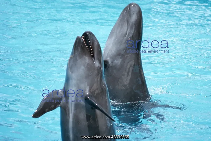 : FALSE KILLER WHALE - x two, perform at show : FALSE KILLER WHALE - x two, perform at show