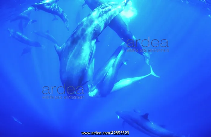  : False Killer Whales - sharing tuna prey