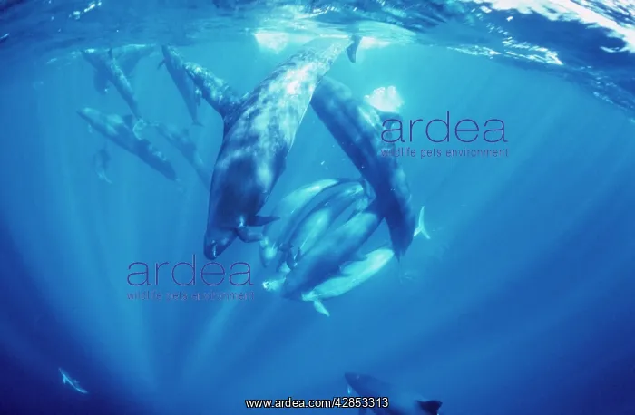 : False Killer Whales - sharing Tuna prey without dispute : False Killer Whales - sharing Tuna prey without dispute