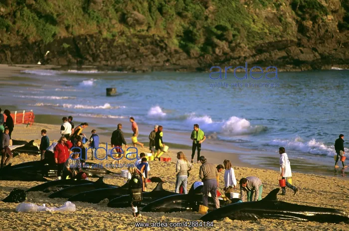 : False killer Whales stranded : False killer Whales stranded