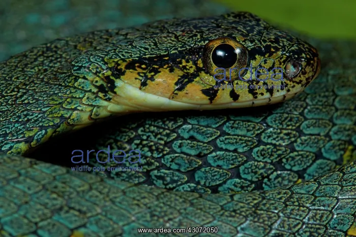 : False lancehead (Thalesius viridis, ex Xenodon werneri : False lancehead (Thalesius viridis, ex Xenodon werneri