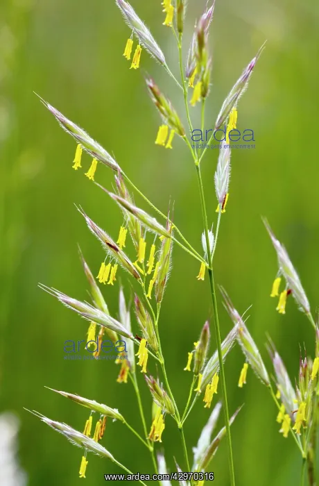 : False Oat-grass - in flower - showing yellow stamens : False Oat-grass - in flower - showing yellow stamens