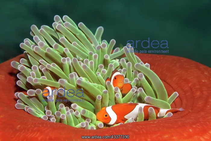 : False ocellaris clownfish (Amphiprion ocellaris) : False ocellaris clownfish (Amphiprion ocellaris)