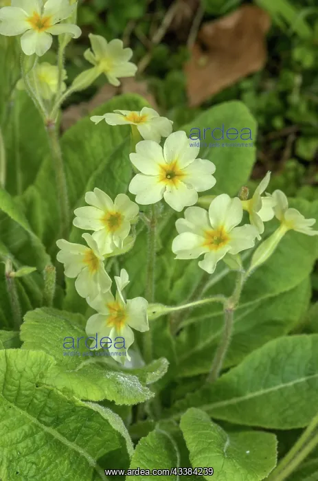 : False Oxlip, Primula x digenea, Cowslip x Oxlip : False Oxlip, Primula x digenea, Cowslip x Oxlip