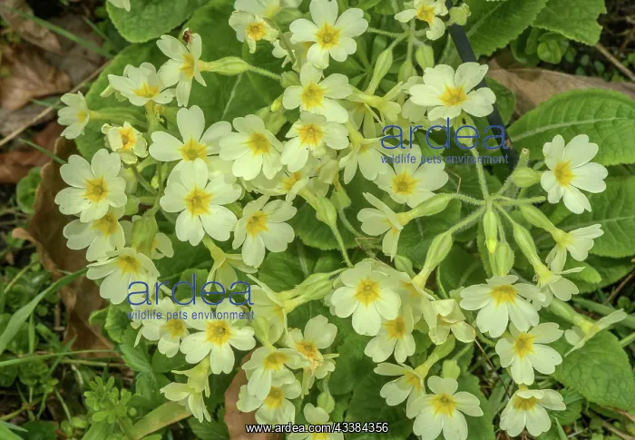 : False Oxlip, Primula x digenea, Cowslip x Oxlip : False Oxlip, Primula x digenea, Cowslip x Oxlip