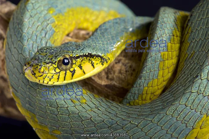 : The False palmviper (Xenodon werneri) is a rarely : The False palmviper (Xenodon werneri) is a rarely