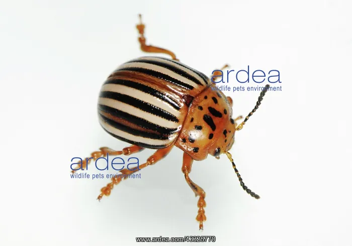 : False Potato Beetle : False Potato Beetle