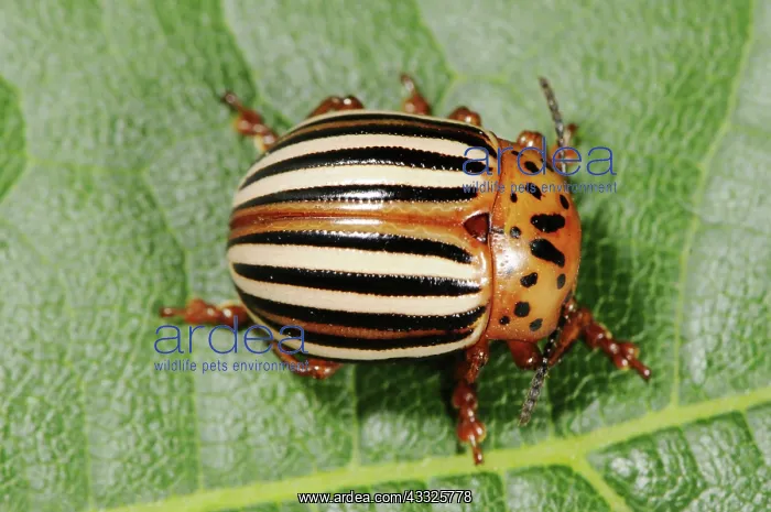 : False Potato Beetle : False Potato Beetle