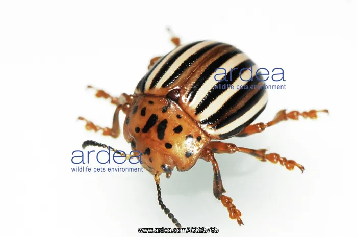 : False Potato Beetle : False Potato Beetle