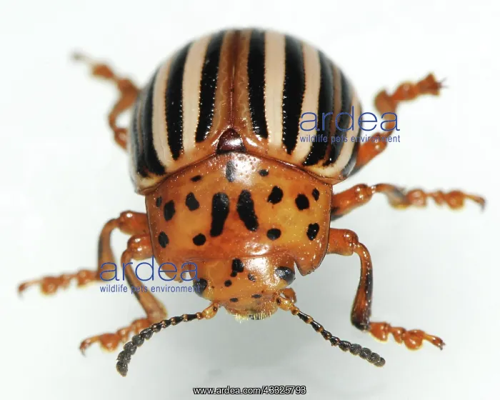 : False Potato Beetle : False Potato Beetle