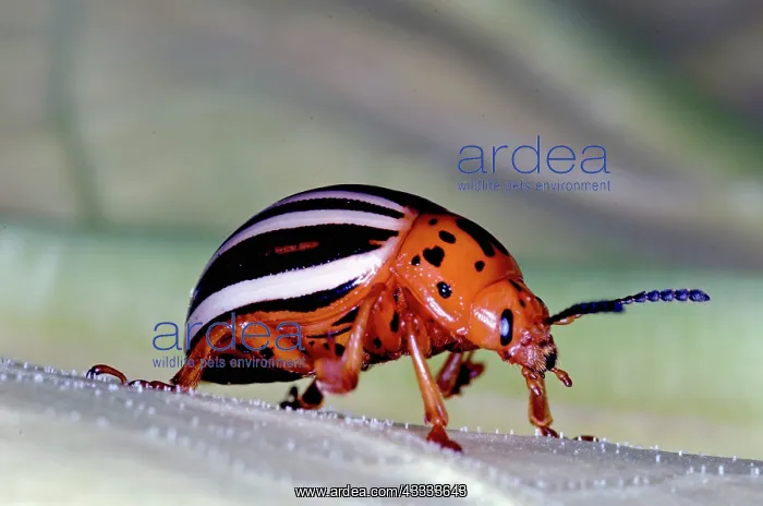 : False Potato Beetle : False Potato Beetle