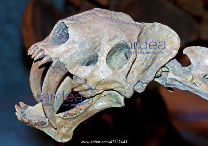 : False Saber Tooth Cat : False Saber Tooth Cat