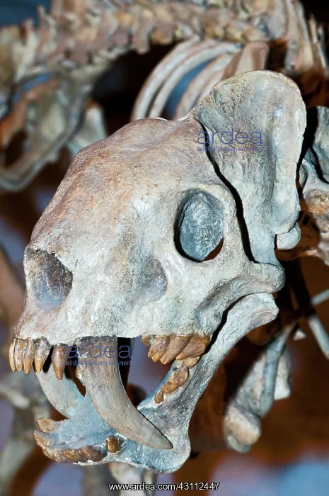 : False Saber Tooth Cat : False Saber Tooth Cat