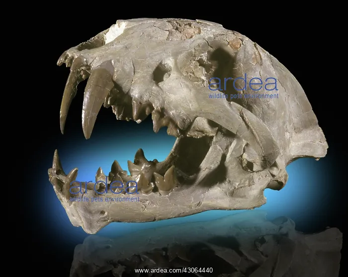  : False Sabertooth Cat Skull