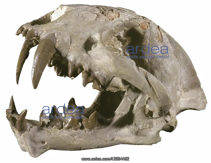 : False Sabertooth Cat Skull : False Sabertooth Cat Skull